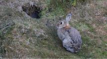 Imagen de La pesadilla del conejo: Neuquén promueve la caza de una especie en particular