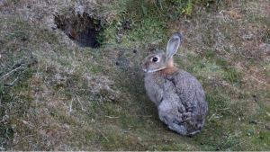 La pesadilla del conejo: Neuquén promueve la caza de una especie en particular