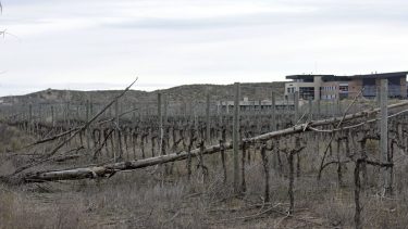 Vides secas y falta de mantenimiento que se extiende desde 2017 en la bodega Valle Perdido. Foto: Florencia Salto/archivo.