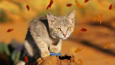 Pronóstico: así termina la semana en la región