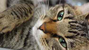 Un ronroneo amigo puede salvar la mañana helada y animarnos para salir de casa.-