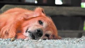 Reclaman una guardia veterinaria municipal en Bariloche y exigen controles en centros privados
