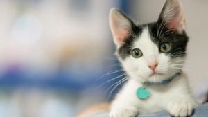 Pronóstico: se viene un martes con nubosidad y&#8230; podría haber tormentas en la región