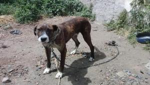 Se avanza en la creación de una aplicación móvil para denunciar maltrato animal en Río Negro