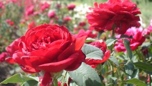 Jardín: consejos para tener los rosales más lindos