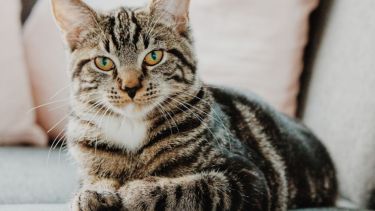 El sillón está tentador hoy, que las nubes empiezan a aparecer en el horizonte.-