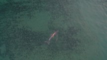 Imagen de Video: un delfín pesca en un cardumen en el atardecer de Las Grutas