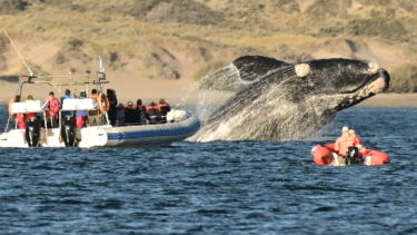 Un salto de esos que no se olvidan. Hoy comienza la temporada de avistaje embarcado en Puerto Madryn. Foto: Maxi Jonas