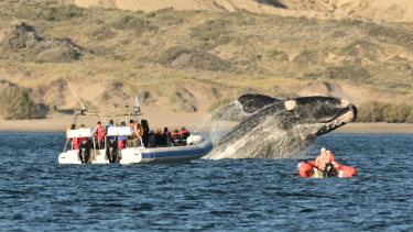 Piruetas gigantes a metros de las embarcaciones y cerca de la costa. Foto: Maxi Jonas
