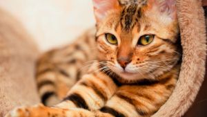 Pronóstico: se mantienen las temperaturas bajas en la región este jueves, con nubosidad