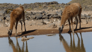 Por dónde andan los mamíferos con pezuñas: crearon un atlas mundial