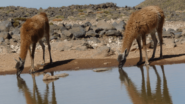 La caza furtiva provocó una disminución del 93% de guanacos en 20 años en Argentina, según la ONG WCS Argentina. Crédito: Lara Heidel - WCS Argentina.