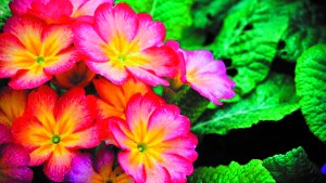 Prímulas: el jardín tiene color también en invierno