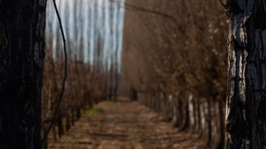 La falta de precipitaciones preocupa a todo el norte patagónico. Foto: Juan Thomes.-