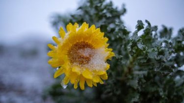 Las bajas temperaturas se hacen sentir en la región y se ven en las plantas. Foto: Juan Thomes.-