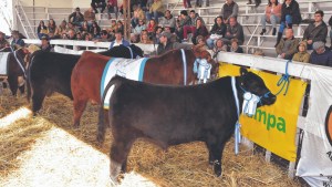 Vuelven las expos rurales en forma presencial en Río Negro