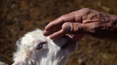 Crianceros reclaman ayuda para poder subsistir durante la pandemia. Foto: Matías Subat