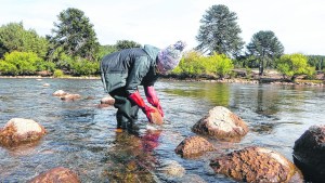Qué se hace con las cinco plagas que afectan el ambiente en Neuquén