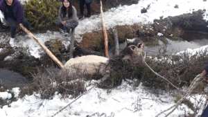Video: rescataron a un caballo que se cayó en un arroyo en Villa Pehuenia