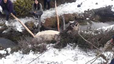 Video: rescataron a un caballo que se cayó en un arroyo en Villa Pehuenia