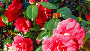 Jardín: Cómo tener las camelias mucho más lindas