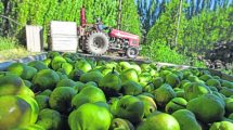 Imagen de Crisis rusa: productores temen un ajuste de precios por parte de las exportadoras
