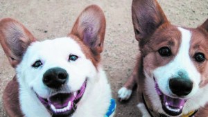 Dónde podés castrar a tus mascotas en Cipolletti