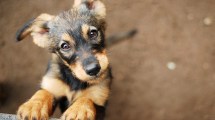 Imagen de Si tu perro tiene tos… ¡Cuidado!