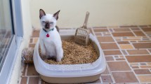 Imagen de Problemas urinarios en los gatos: un tema para ir rápido a la veterinaria