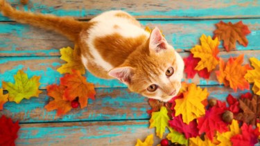 Los últimos días han parecido más a una primavera que al propio invierno.-