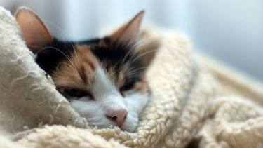 Hoy es un gran día para quedarse en la cama, si es que podés hacerlo.-