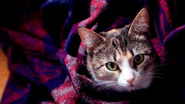 Dan ganas de quedarse abajo de las mantas, y disfrutar el frío.-