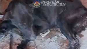Rescataron a un perro maltratado en un allanamiento en Neuquén