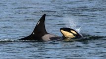 Imagen de Las orcas visitaron La Lobería y Bahía Rosas para presentar en sociedad a la nueva integrante