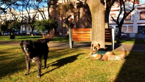 Día Internacional del Perro Callejero: por qué se conmemora hoy
