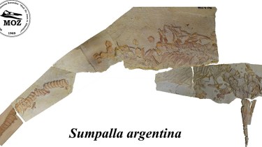 Sumpalla argentina fue hallado en Los Catutos, en la Formación Vaca Muerta. Foto: Gentileza