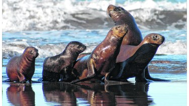 Los 12 mamíferos marinos son parte de la biodiversidad del Golfo San Matías. Lo convierten en un atractivo turístico y a la vez es un importante área de conservación 