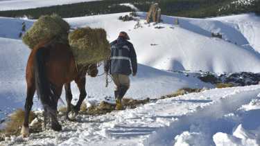 Nieve en la cordillera: las travesías de los gauchos del norte neuquino para alimentar a sus chivas