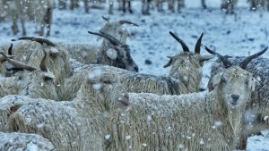 Volvió la nieve al norte neuquino y regaló estas increíbles imágenes