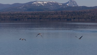 Proponen celebrar el Día del Niño con una observación de aves en Ñirihuau