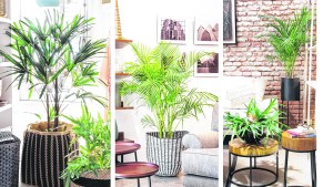 La selva en casa, o cómo cuidar la palmera de salón