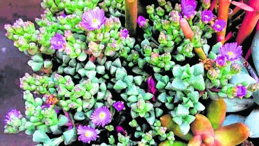 Macetas y canteros con suculentas: una bella opción