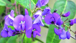 Hardenbergia: ramilletes de mucho color y simpleza