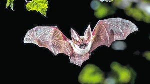 Señalados y amenazados: la dura vida de los murciélagos