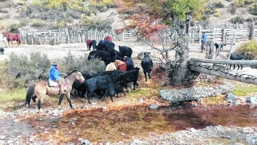 La mayor parte del stock ganadero en la provincia de Neuquén se encuentra entre pequeños y medianos productores. 