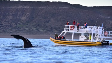 Puerto Pirámides está ubicado a 95 km. de Puerto Madryn, la ciudad cabecera de la comarca, con 7.000 camas hoteleras disponibles. Foto: Maxi Jonas