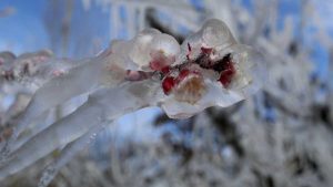 El viernes feriado llega con frío y heladas: mirá el pronóstico