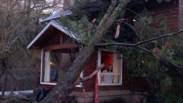 La mujer mira desde la ventana el árbol que cayó sobre su casa, mientras el municipio de San Martín de los Andes lo retira. (Gentileza).-