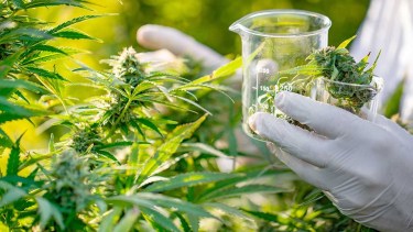Hay una ley nacional que regula la investigación médica y científica del uso medicinal de la planta cannabis y sus derivados.