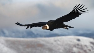 Alerta roja para el cóndor andino: cada vez más amenazado